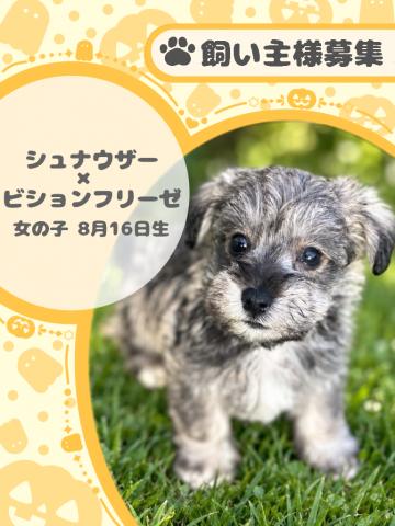 ミニチュアシュナウザー×ビションフリーゼ