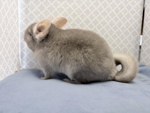 チンチラ ベージュの写真3