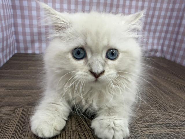 ネヴァマスカレード