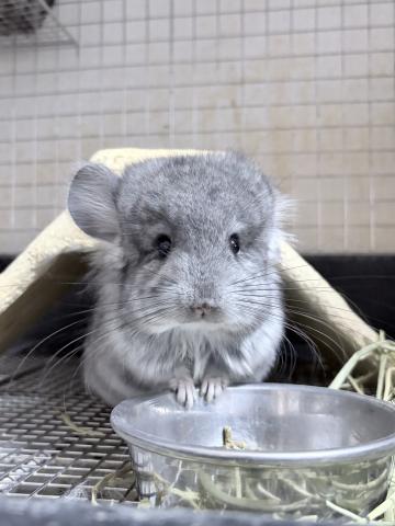 アンゴラチンチラの写真2