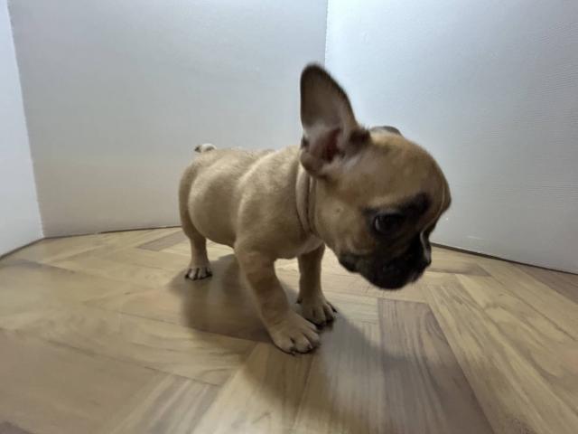 フレンチブルドッグの写真2