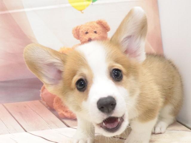 ウェルシュコーギーペンブロークの写真4