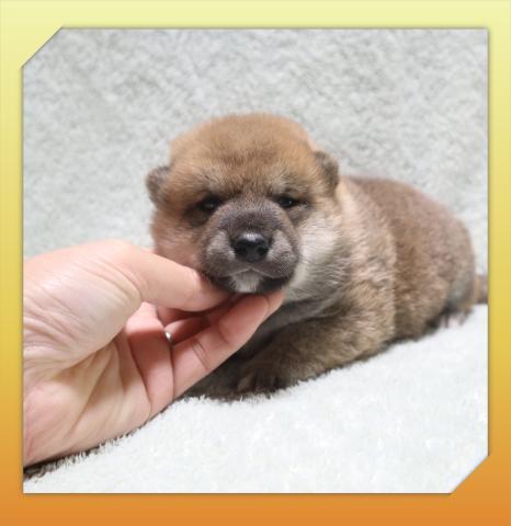 柴犬の写真2