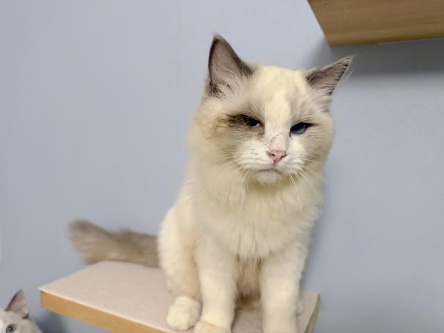 ラグドールの写真3