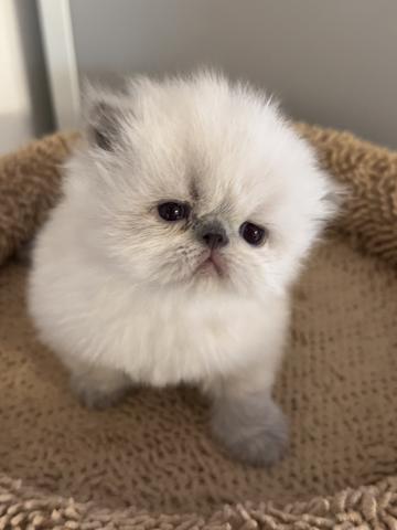 ペルシャ・ヒマラヤンの写真2