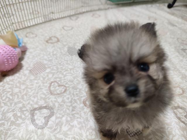 ポメラニアンの写真4