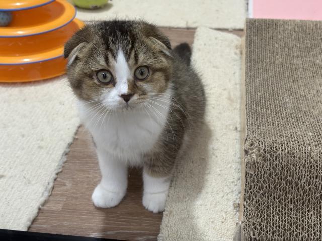 スコティッシュフォールドの写真4