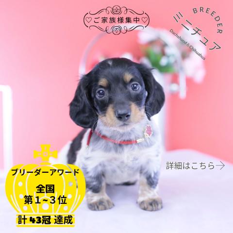ミニチュアダックスフンド ロング