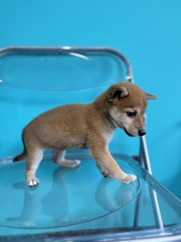 豆柴犬3062の写真5