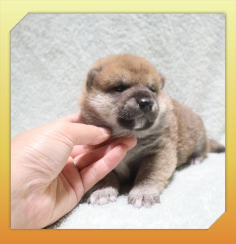 柴犬の写真5