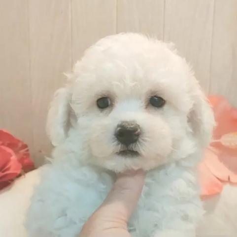 ビションフリーゼの写真3