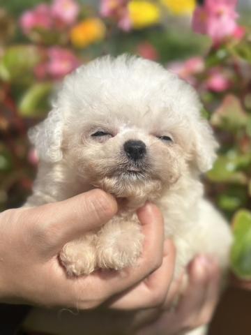 ミニビションの写真2