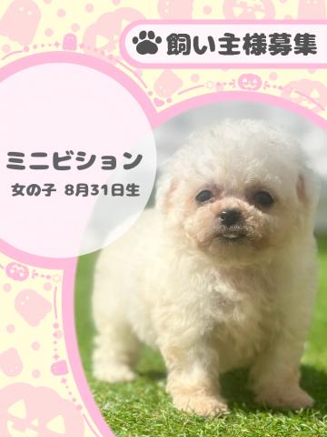 ミニビション