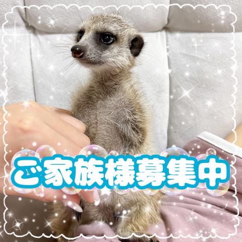 ミーアキャット