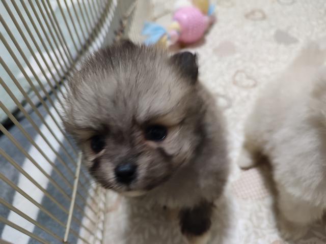 ポメラニアンの写真6