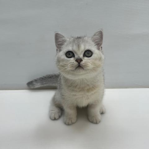 ブリティッシュショートヘア
