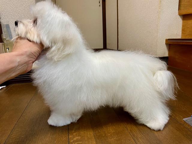 マルチーズの写真6