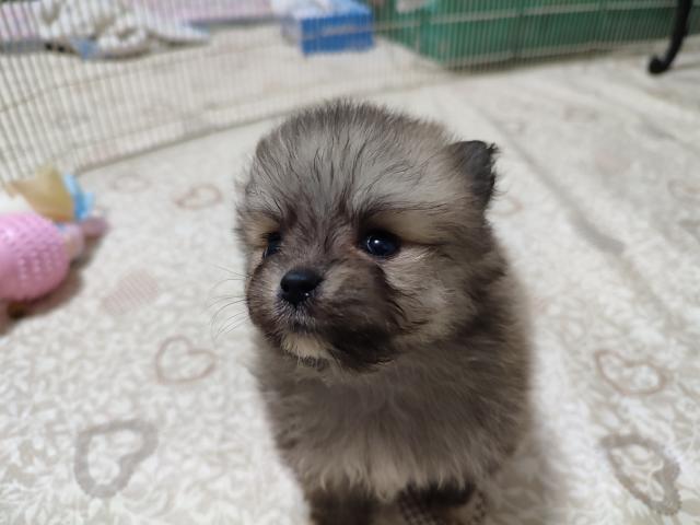 ポメラニアンの写真5