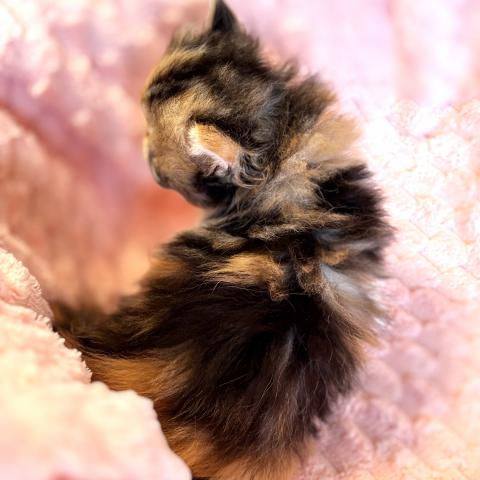 エキゾチックロングヘアーの写真4