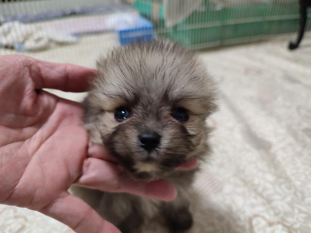 ポメラニアンの写真3