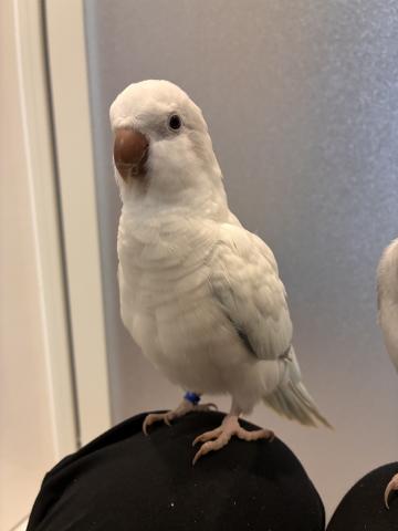 オキナインコの写真3