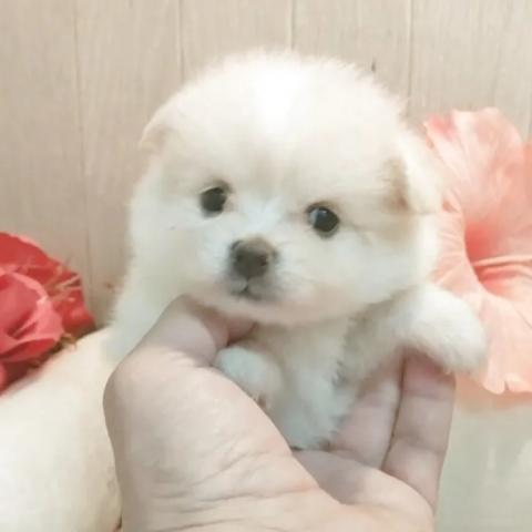 ポメマル(ポメラニアン×マルチーズ)の写真3
