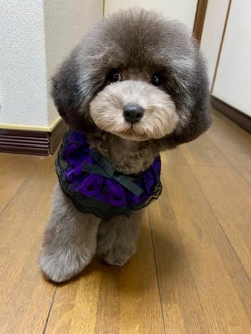 トイプードルの写真2