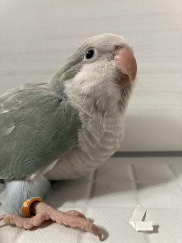 オキナインコの写真4