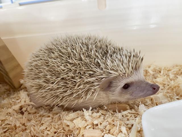 ヨツユビハリネズミの写真2