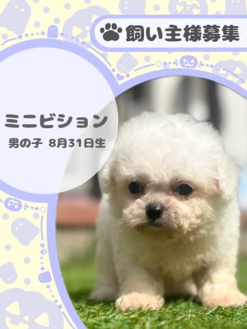 ミニビション