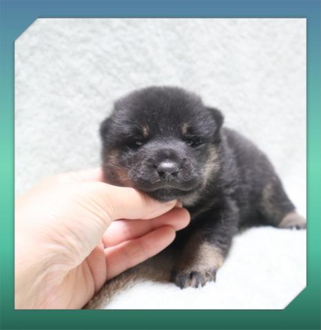 柴犬の写真3