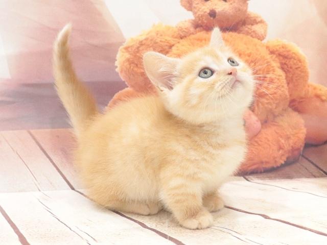 マンチカンの写真6