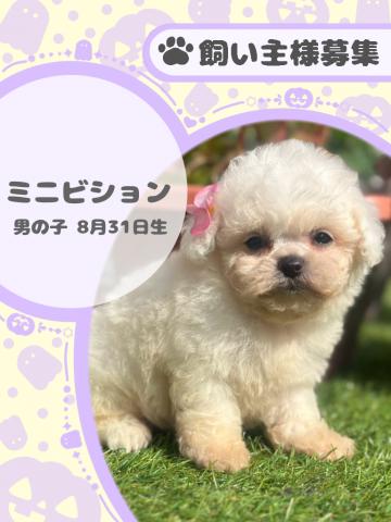 ミニビション