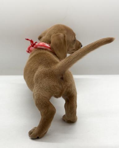 ミニチュアダックスフンドの写真5
