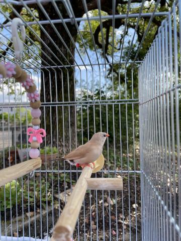 シュバシキンセイチョウの写真5
