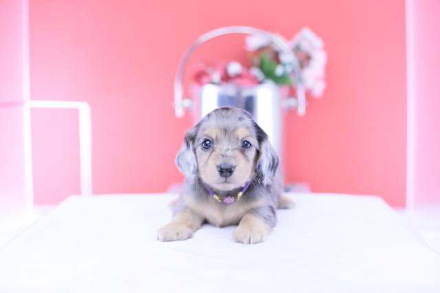 カニヘンダックスフンド　ロングの写真2