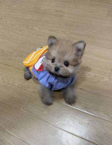 🌰可愛いポメチワの女の子🌰の写真5