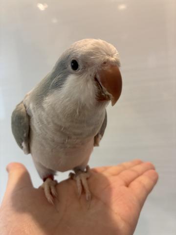 オキナインコ