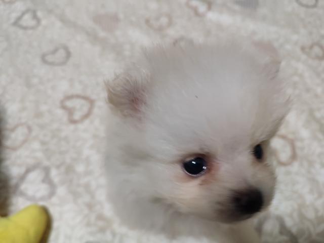 ポメラニアンの写真4