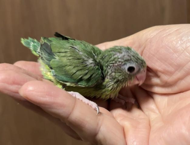 マメルリハ グリーン
