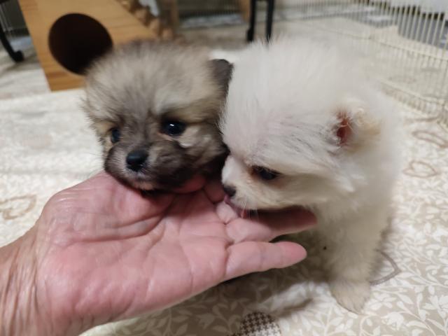 ポメラニアンの写真2