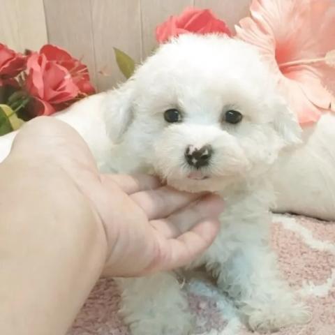 ビションフリーゼの写真3