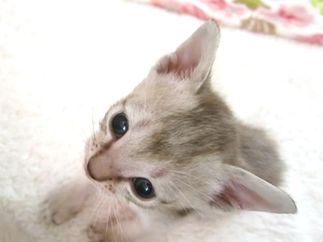 シンガプーラの写真3