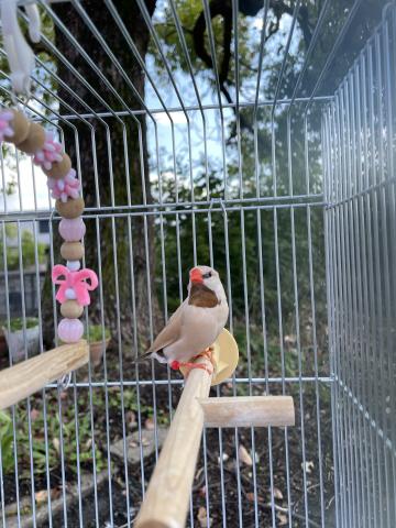 シュバシキンセイチョウ