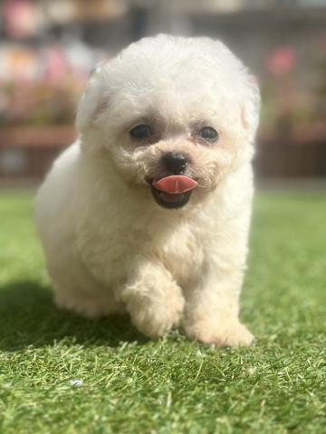 ミニビションの写真2