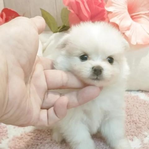 ポメマル(ポメラニアン×マルチーズ)の写真4