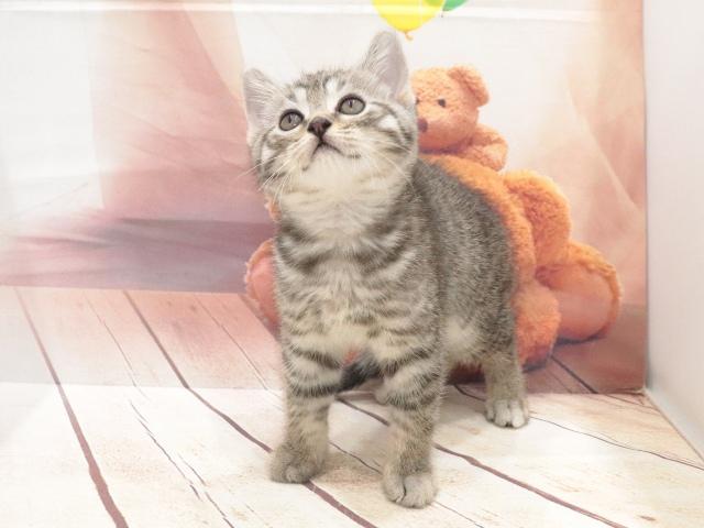 マンチカンの写真3