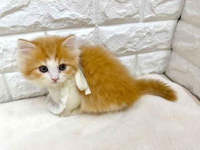 マンチカンの写真2