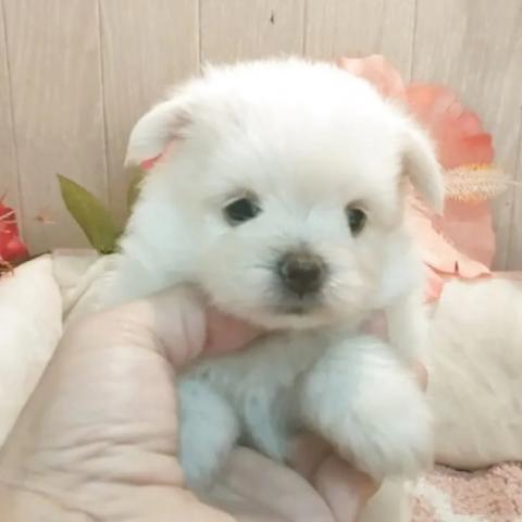 ポメマル(ポメラニアン×マルチーズ)の写真3