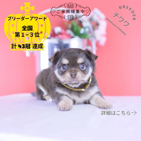 チワワ ロング